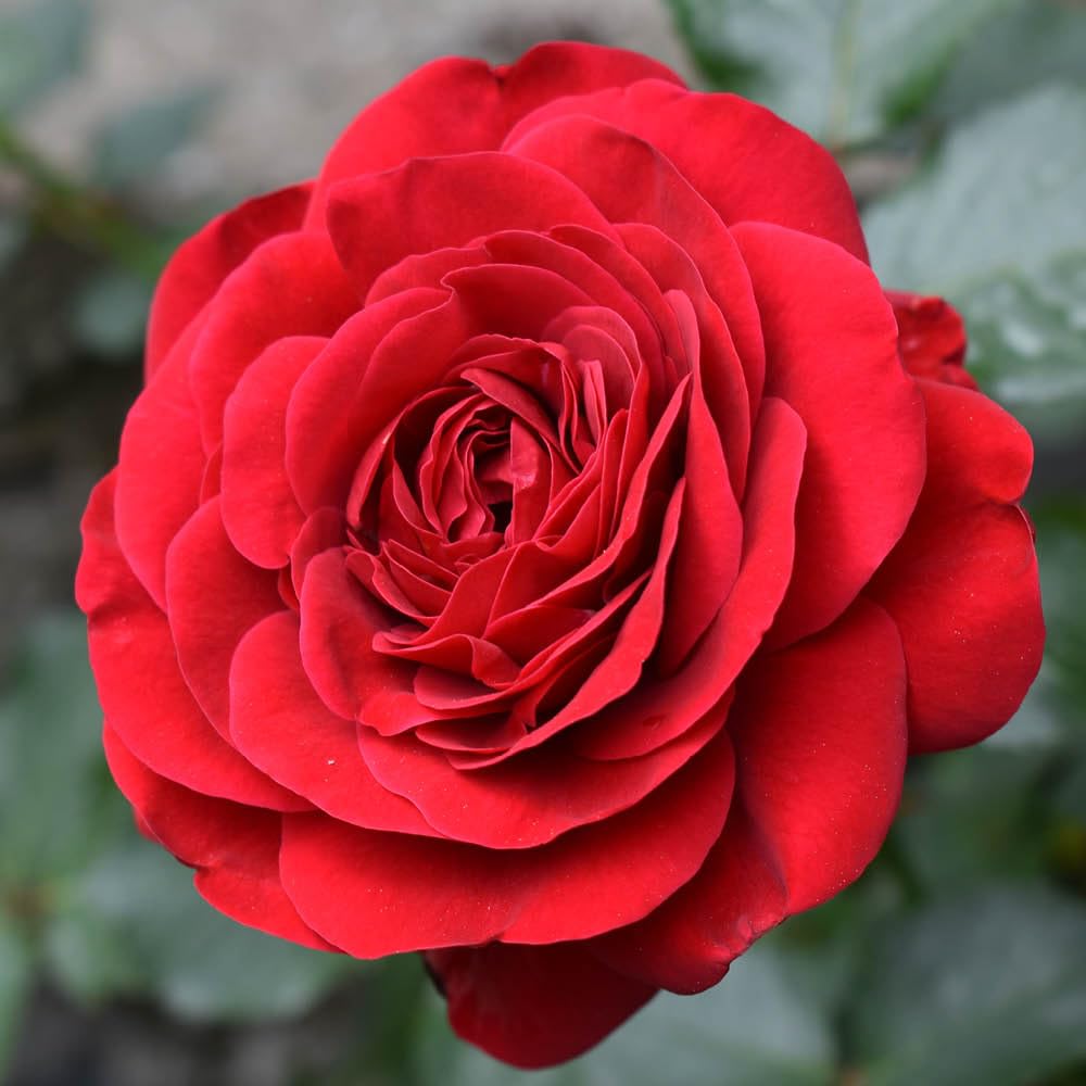 YouGarden Harkness Steve's Rose 4L Pot