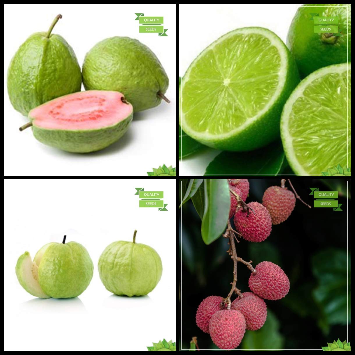 Creative Farmer Plant Seed Combo Tree Seeds : Psidium Guava, Lemon Fruit, Kilo Pera, Lychee Tree Seeds For Gardening