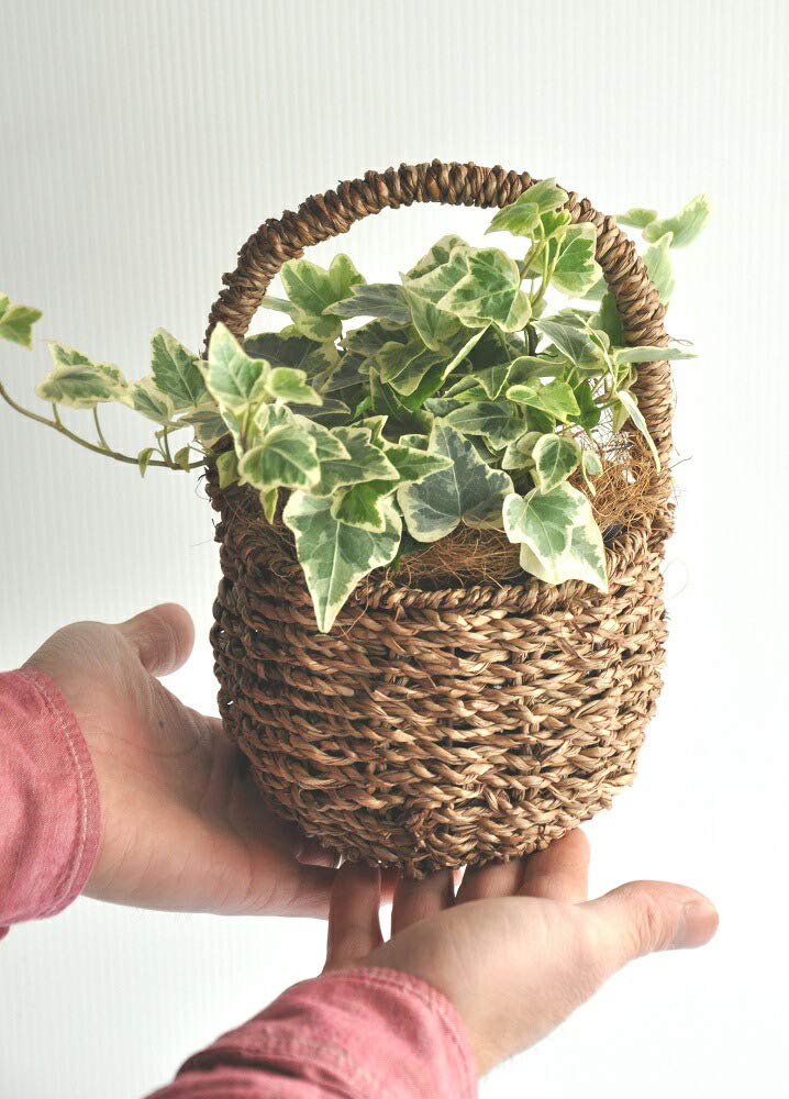 Amazon | LAND PLANTS 観葉植物 ヘデラ（アイビー） 取っ手付き 