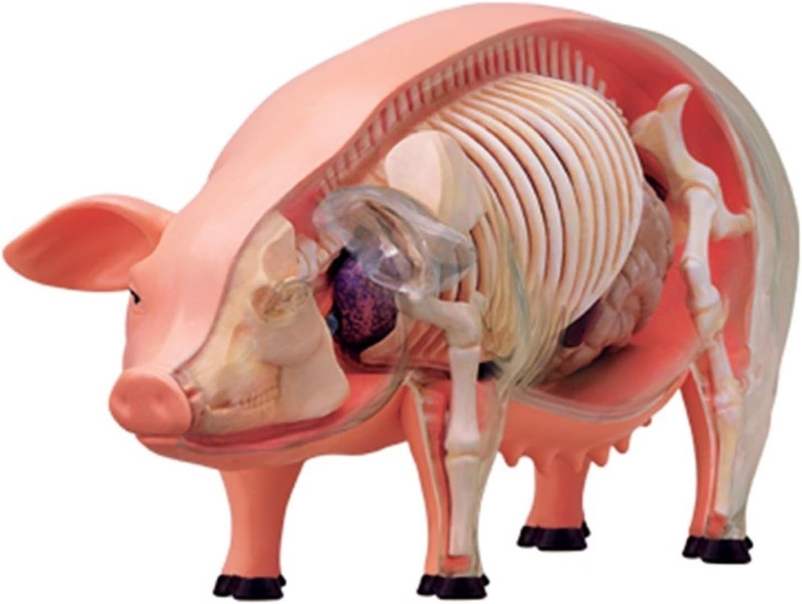 Modelo De Anatomía Y Esqueleto De Cerdo, Modelo Animal Desmontable Con 19 Órganos, Para Formación Veterinaria Y Demostraciones Educativas En Clínicas Y Escuelas