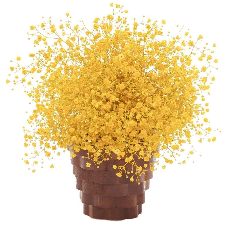 CLOUD INDIA Decorative Baby Breaths Naturally Dried Flower for Vase Filler for Home Dcor|Indoor |Office Dcor (Yellow, 200gm)-picture-16