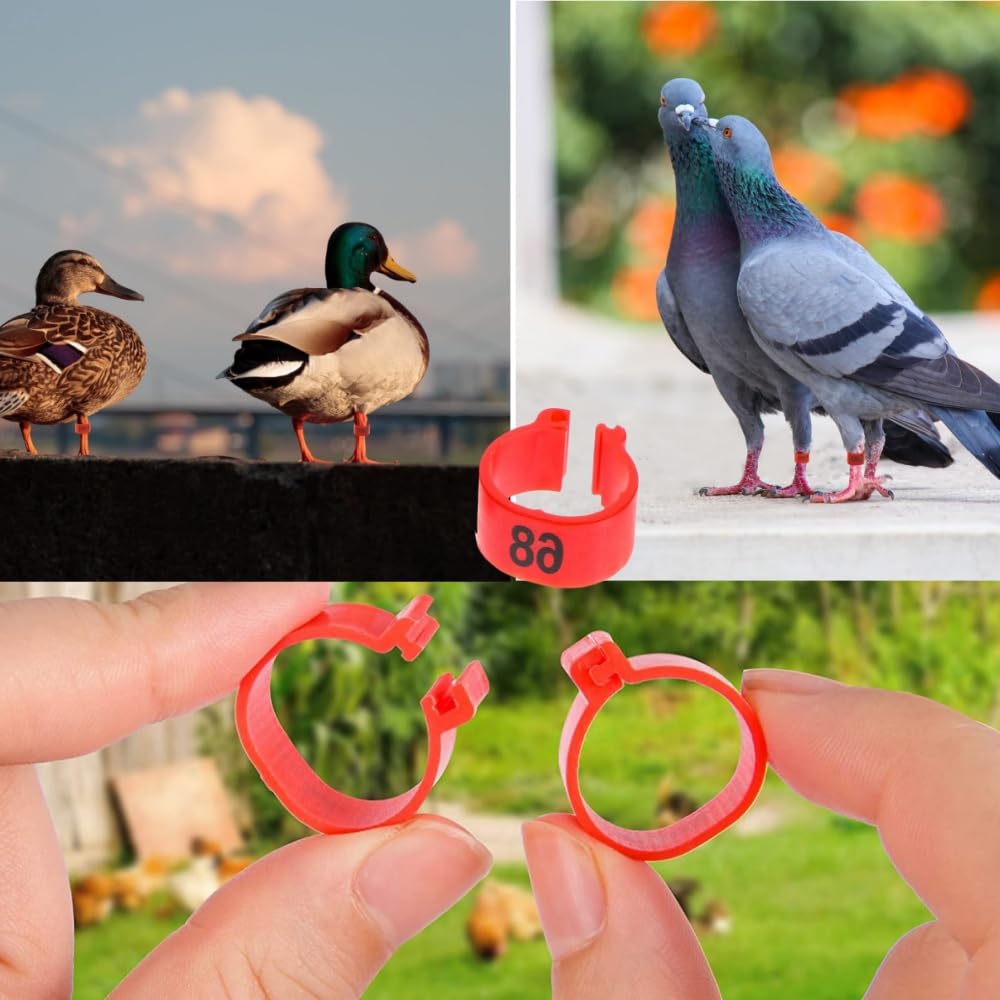 Anneaux Réutilisables Poules 100 Anneaux D'Identification Pour Pigeons - Numérotés 1 à 100 - Plastique Durable Vert Vers De Farine Séchés