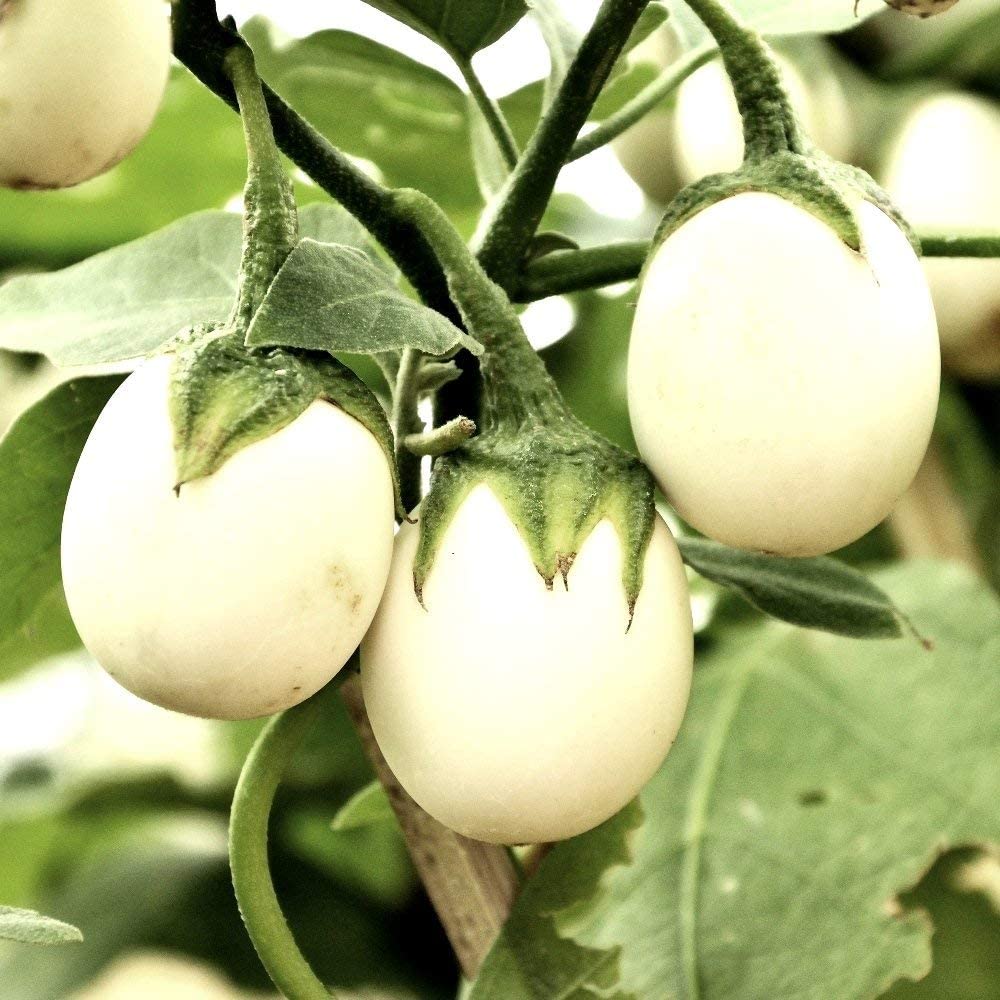 Healthy Vibe� HYBRID BRINJAL WHITE EGGPLANT/BENGAN SEEDS FOR KITCHEN GARDENING (WHITE BRINJAL) (B0BT7FFMSN) Amazon Price History, Amazon Price Tracker