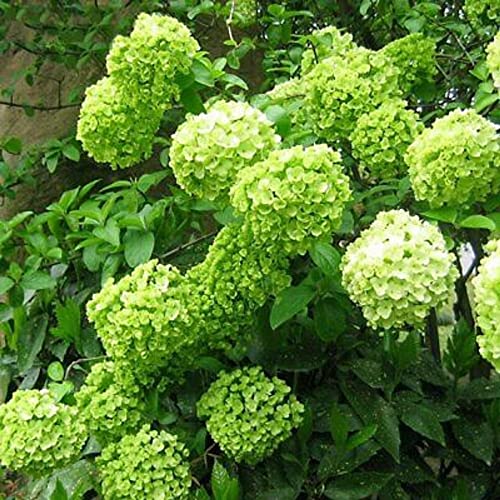 5 Limelight Hydrangea Seeds Perennial Hardy Garden Shrub Bloom Flower