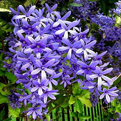 PETREA VOLUBILIS PLANT) ORGANIC PURPLE VINNE OUTDOOR GARDEN LIVE TREE (B0CK251MQB) Amazon Price History, Amazon Price Tracker