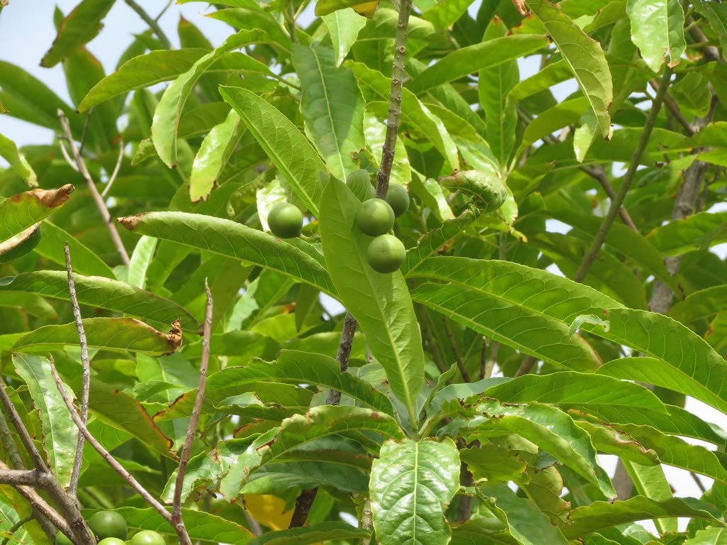 OhhSome Rudraksh Plant With Pot (B09N8STQMC) Amazon Price History, Amazon Price Tracker