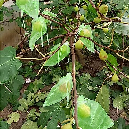 Egurs Grape Protective Bags 20 x 30 cm Green Organza Bags with Drawstring Organza Bag Grape Protection Bag Garden Mesh Bag Drawstring for Protection Against Birds Green Pack of 100 - Image 4
