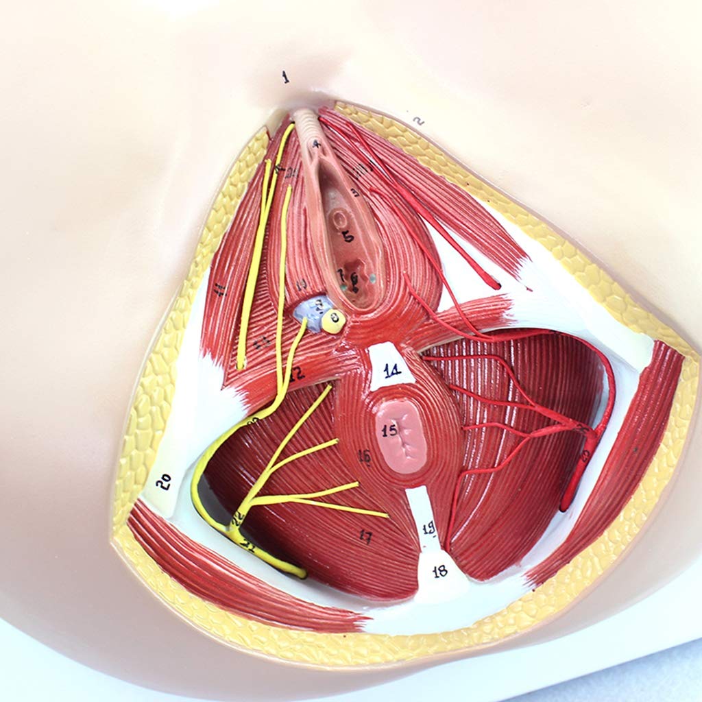 Sjdopulse Women's Pelvic Model - 1:1 Life Size Anatomical Perineum Model Vascular Nerve Genitourinary Anorectal Human Anatomy Model Science Models - For Medical Educational Teaching