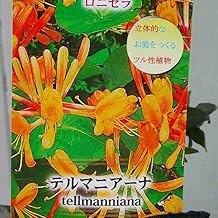 ロニセラ 苗 テルマニアーナ 4号 ハニーサックル スイカズラ ツル性 250424