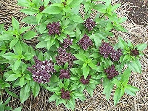 Vibex-™ VXI-783-Home Gardening Planting Herb Seeds Thai Basil