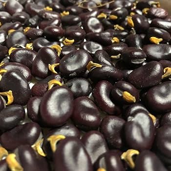 Amazon.co.jp: ミニ赤そら豆 種 15粒 固定種 自然栽培 自家採種 : DIY