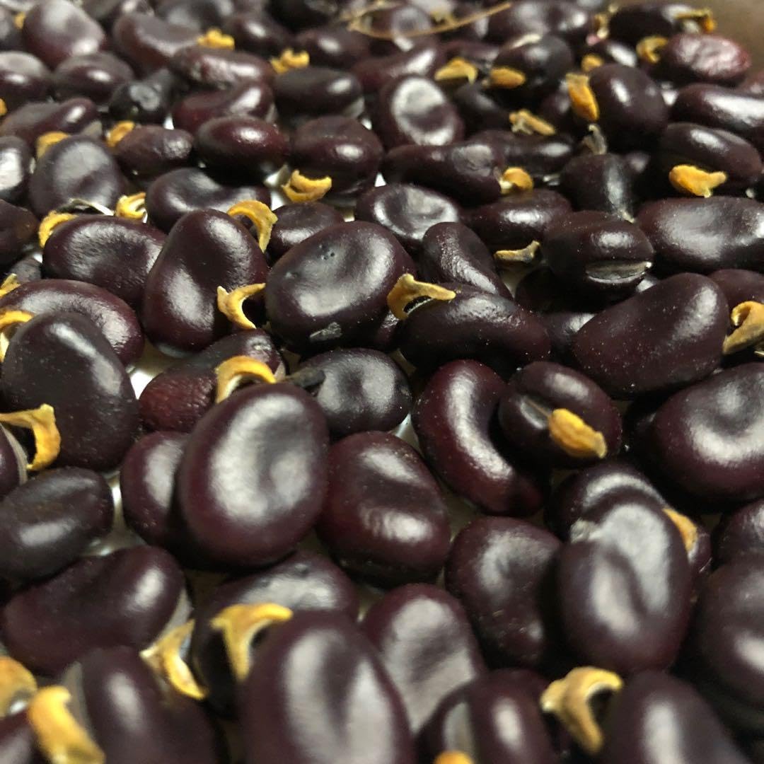 ミニ赤そら豆 ルッコラ のらぼう菜 ダイシモチ Amazon.co.jp: ミニ赤そら豆 種 15粒 固定種 自然栽培 自家採種