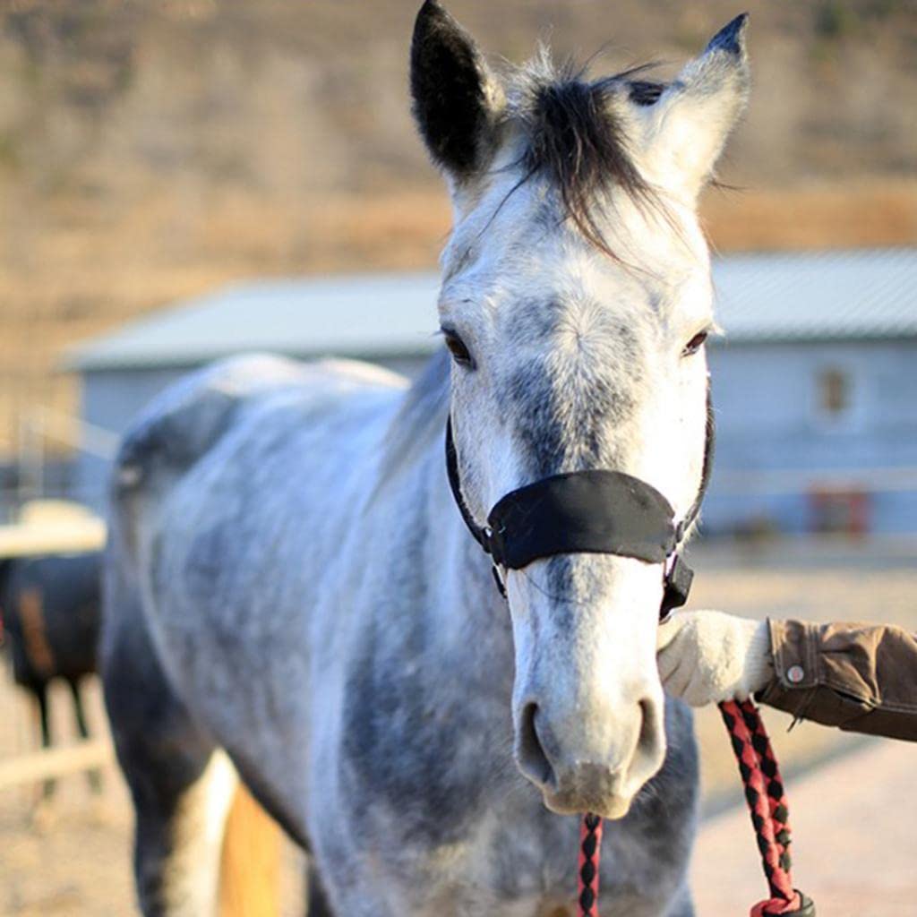 Qianly Cabezada de Gruesa para Caballo COB