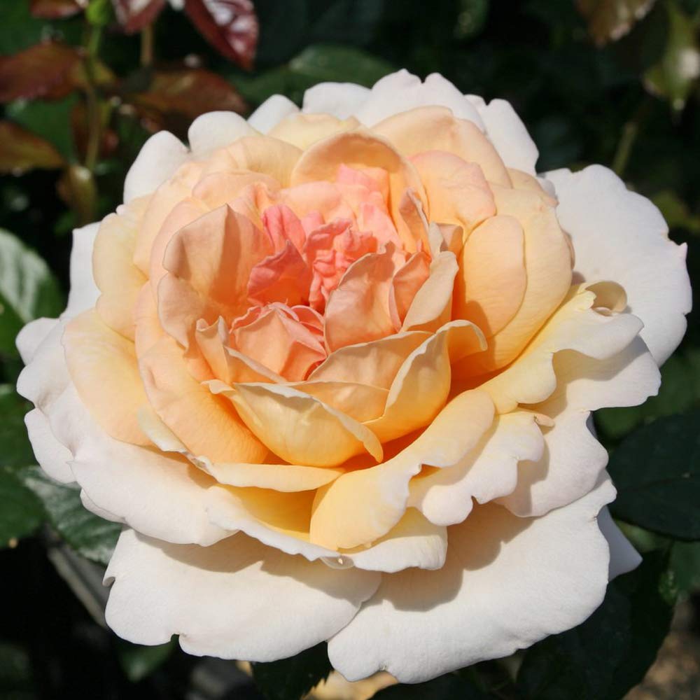 Amazon.co.jp: ITANSE 薔薇 G.D.ルイーズ 6号 1個売り[花木苗