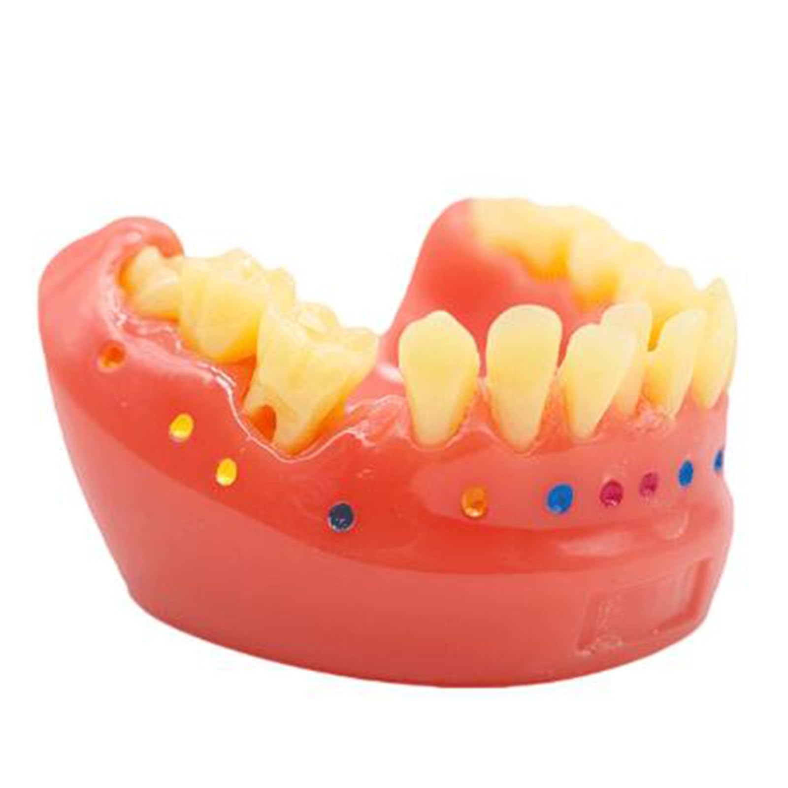 Ortodontyczna szczotka do luk model szczotkowania nicią dentystyczną zęby typodonty model do demonstracji nauczania narzędzie do nauki