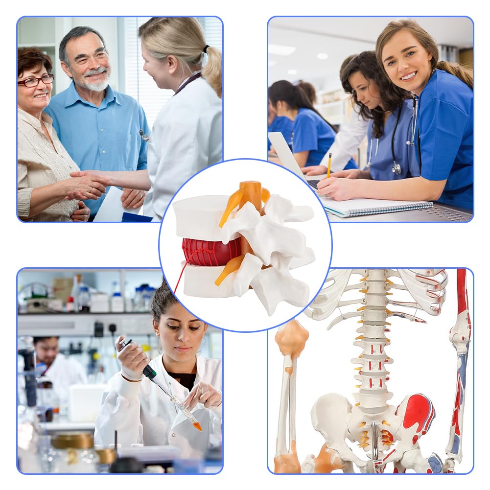 Joyzan Columna Lumbar para Anatomía, Modelo de Vértebras Lumbares Humanas Esqueleto Anatómico Instrumento Enseñanza Hernia Disco Humano Demostración Vertebral Médica Plástico Linical Médico Perfecto