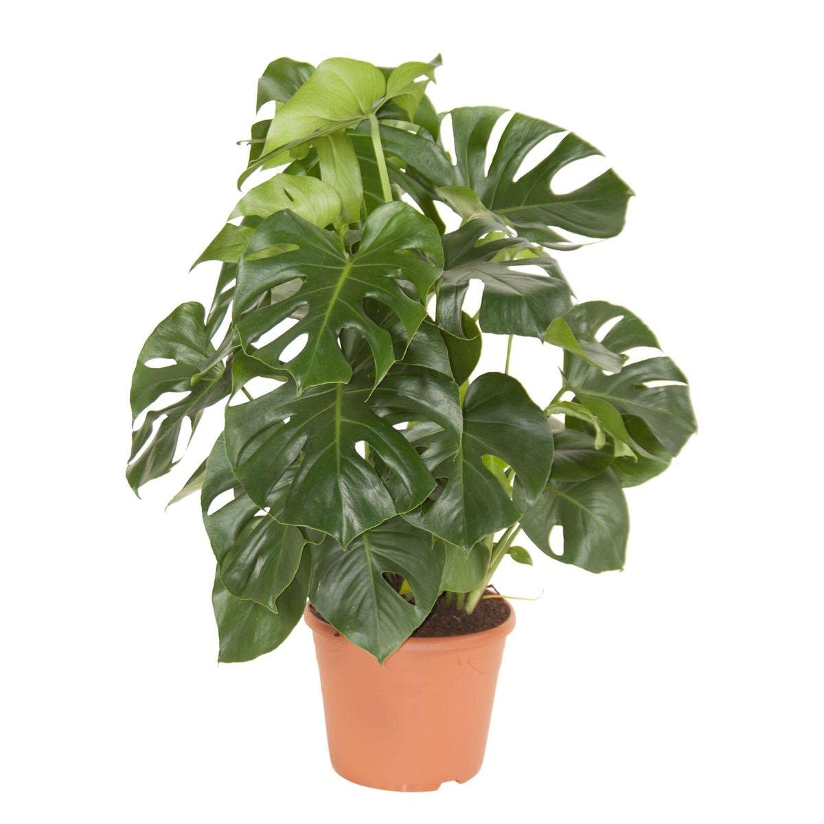 DECOALIVE Monstera Deliciosa Premium Planta Natural de Interior de Máxima Calidad