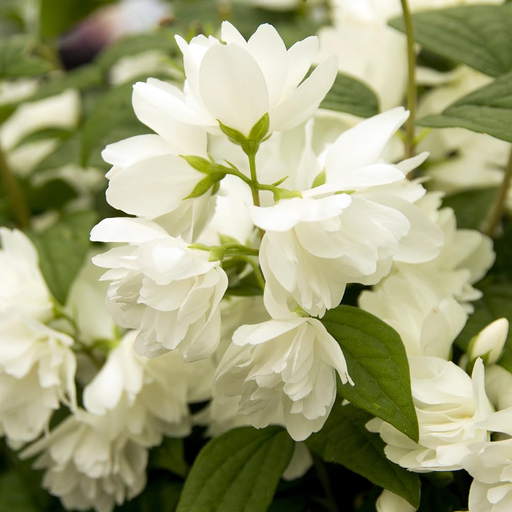 You Garden - Philadelphus Snowbelle in a 2-3L Pot - Garden Ready Plantsa for Gardens - Ready to Plant Plants