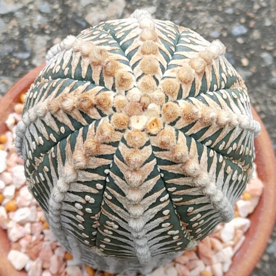 スーパー兜Vタイプ 兜丸 サボテンの 種子 100粒のΩ版の混合 スーパー兜Vタイプ 兜丸 サボテンの 種子 100粒のΩ版の混合