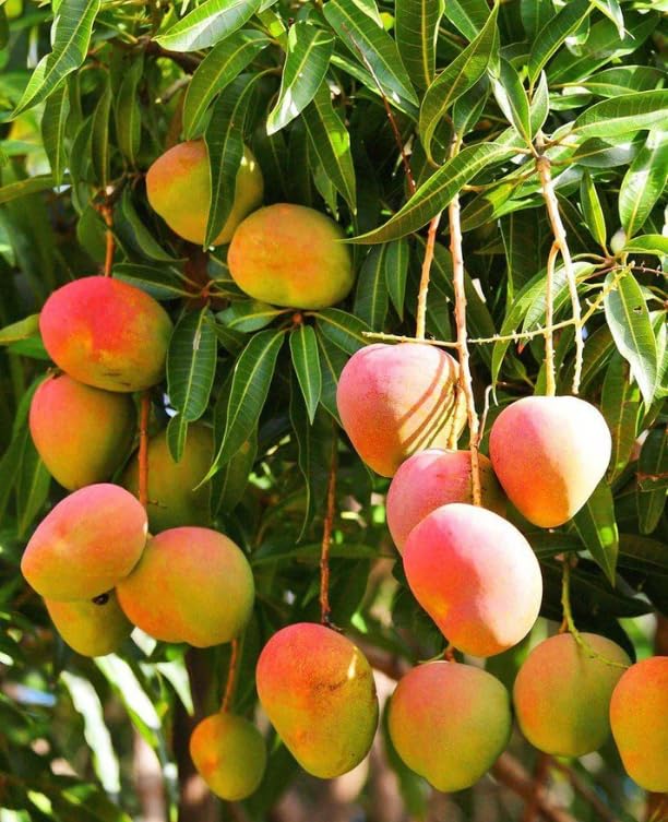 Grafted Glenn Mango Tree Large Yellow Mango Plant 2 Feet Tal...