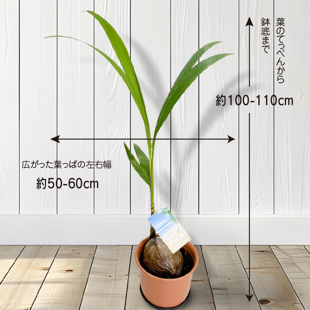 ココヤシ 約60cm 【公式通販】