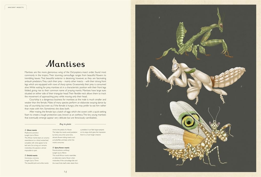 Insectarium: A lavishly illustrated guide to the world of insects in the bestselling Welcome to the Museum series