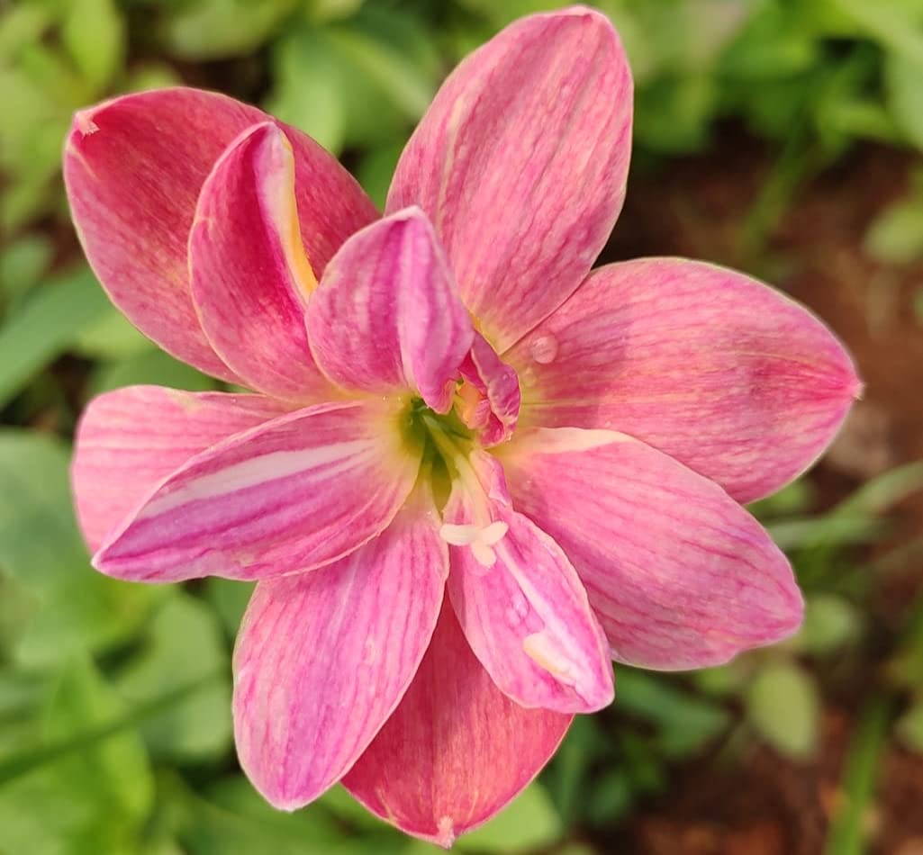 Rain Lily Bulb Zephyranthes madam butterfly Imported Thai Hybrid-image-22