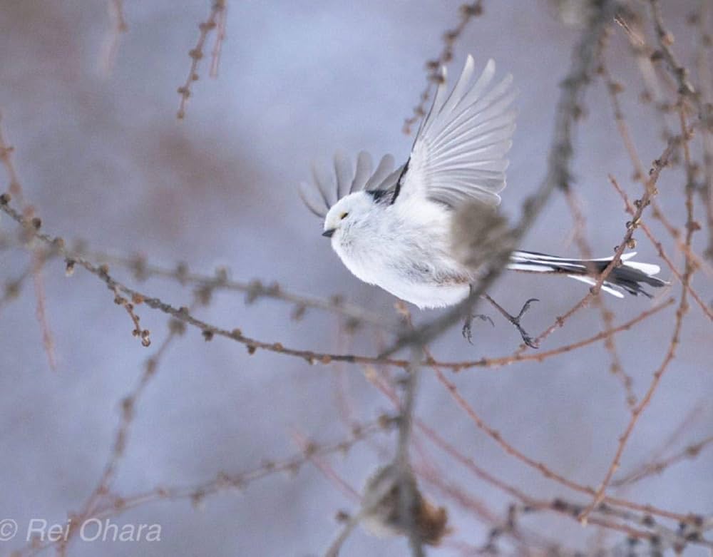 草むらから歩いてたらいきなり出てきた伝説のシマエナガ 草むらから歩いてたらいきなり出てきた伝説のシマエナガ