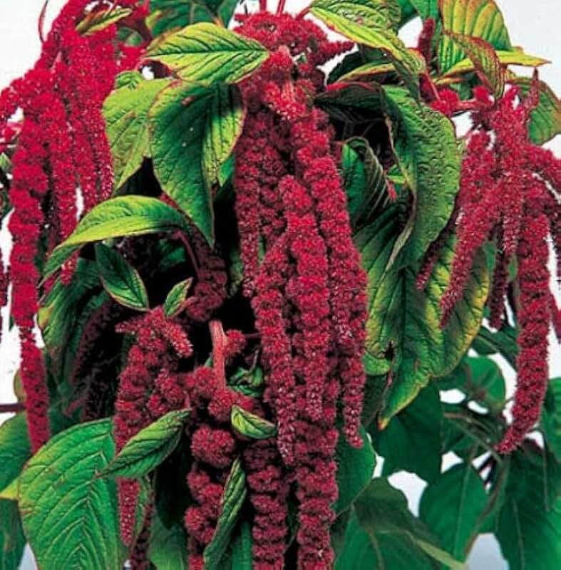 Как выглядит амарантовый цвет Купить семена Амарант Красный весовые семена в интернет магазине оптом и в розни