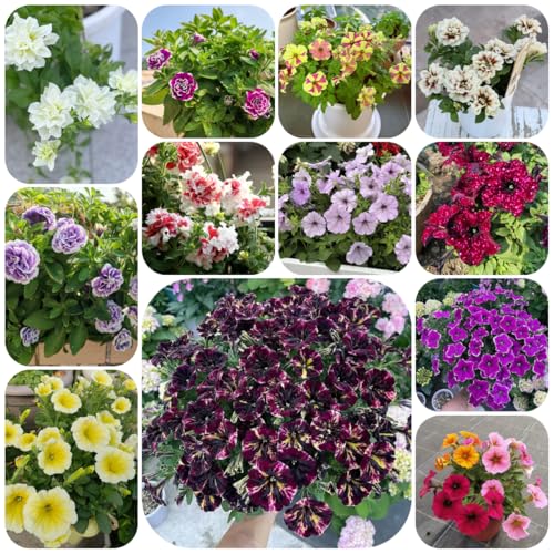 petunien hängend mehrjährig, exotische winterhart, bio balkonpflanzen 500samen