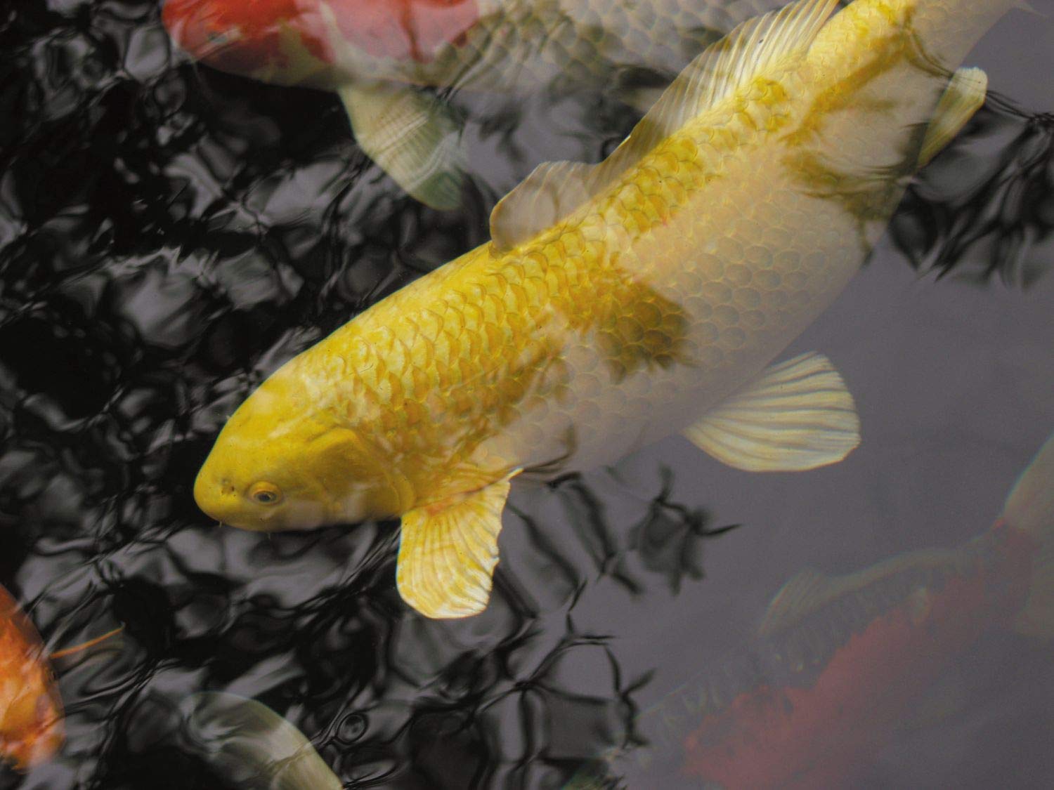 Traitement De L'eau > Oase AquaActiv OxyPlus 500ml - Oxygénation Du