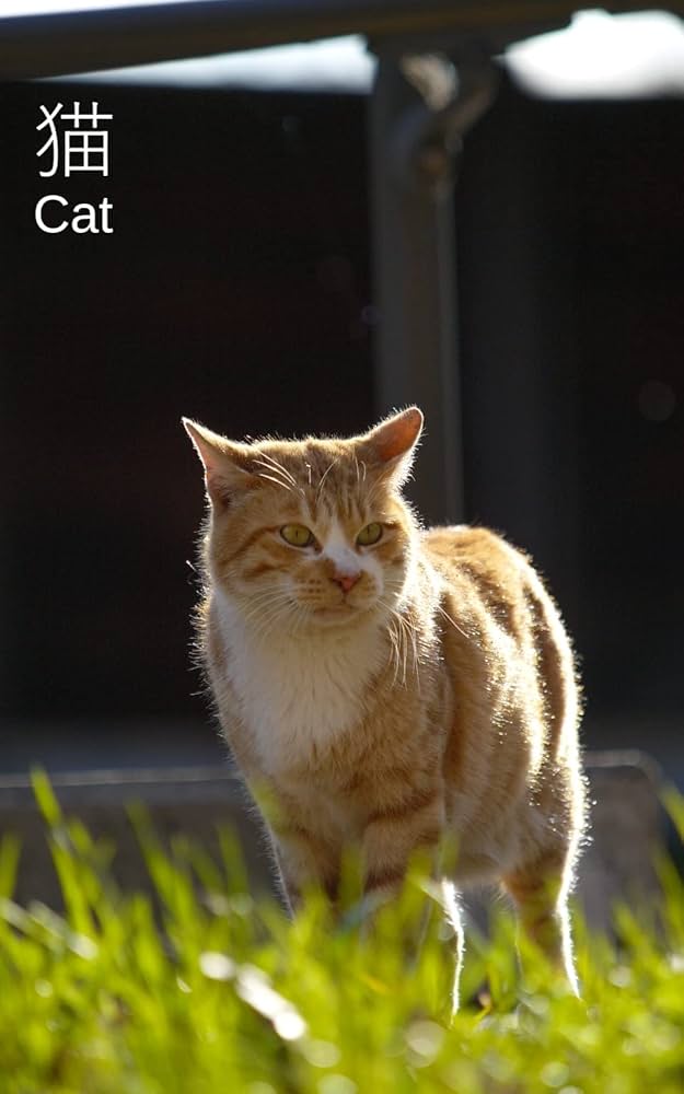 野良猫　【紙ジャケット】 Amazon.co.jp: 【Amazon.co.jp 限定】元野良猫チャチャ 本日も見