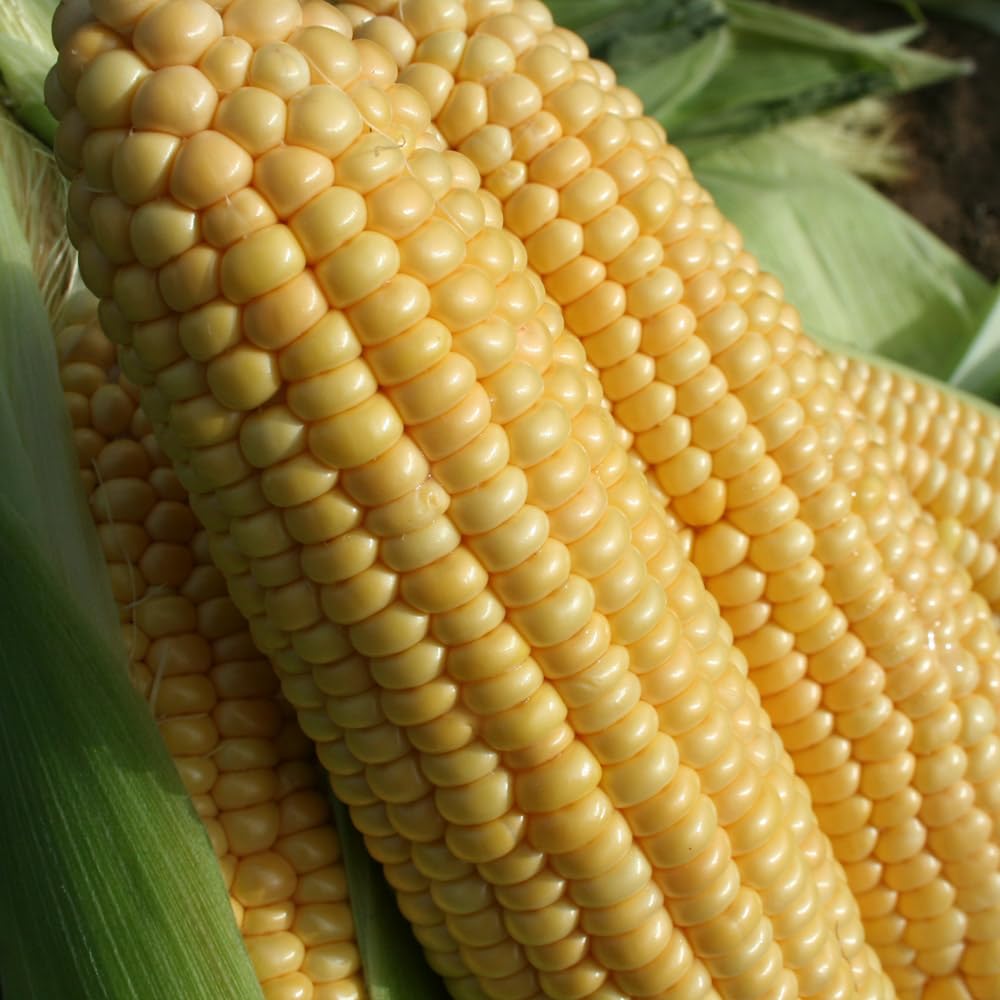 Sweetcorn 'Goldcrest'. 9cm Plant x 2. Reliable, Super Sweet Corn cobs. Ideal for UK Climate. Available from Bedwen Plants