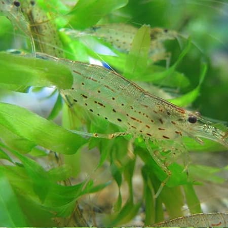 Amazon 生体 ヤマトヌマエビ 匹 エビ 飼育用 餌用にも Emuwai Emuwai 観賞魚 水中生物 通販 Amazon 生体 ヤマトヌマエビ 匹 エビ 飼育用 餌用にも Emuwai Emuwai 観賞魚 水中生物 通販