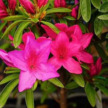 ツツジ赤花25本セット 内長さん専用出品 Amazon | ツツジ 平戸ツツジ 【 赤 】 4号ポット つつじ 苗 庭木