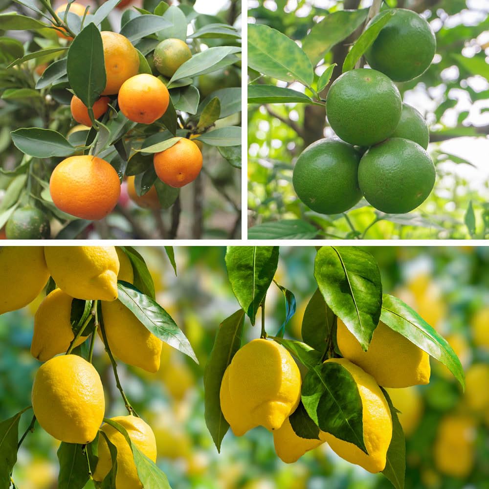 YouGarden Citrus Fruit Collection, with Orange, Lemon and Lime Trees, Established Plants in 9cm Pots, Supplied 20-30cm Tall, for Grow Your Own Citrus Fruit