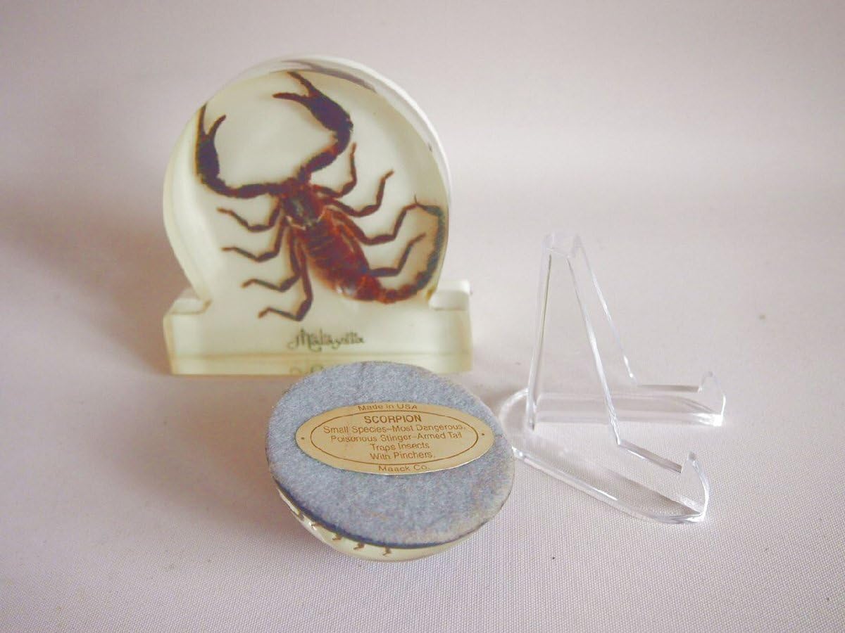 ワニとサソリの剥製セット ワニとサソリの剥製セット Amazon | サソリ蠍標本 剥製 スマトラ
