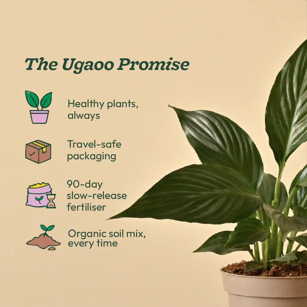 Ugaoo Peace Lily Live Plant with Self Watering Pot - Spathiphyllum Plant 2