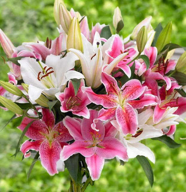 Votaniki Oriental Lily Mix Bulbs - Fragrant, Tall, Stately Stems with a Mix of Colors | Oriental...