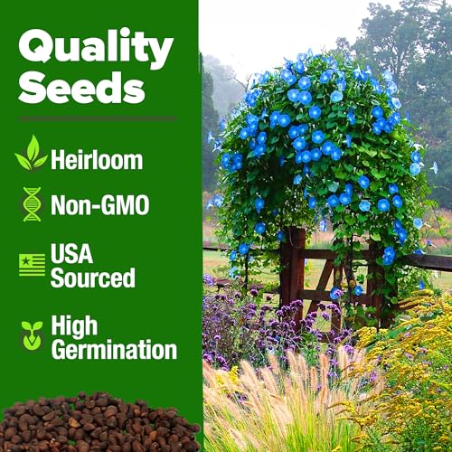 Image of HOME GROWN Heavenly Blue Morning Glory - 150 Heirloom Seeds for Planting, Ideal for a Flower Garden that Attracts Pollinators and Birds (Ipomoea Tricolor)