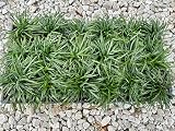 Dwarf Mondo Grass, (Ophiopogon japonicus) 'Nanus', 4-6 Inches Tall 18 Count,...