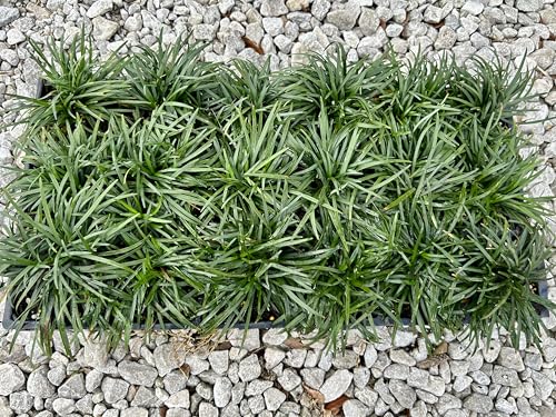 Dwarf Mondo Grass (Ophiopogon japonicus) Nanus 4-6 Inches Tall 18 Count 3-inch pots