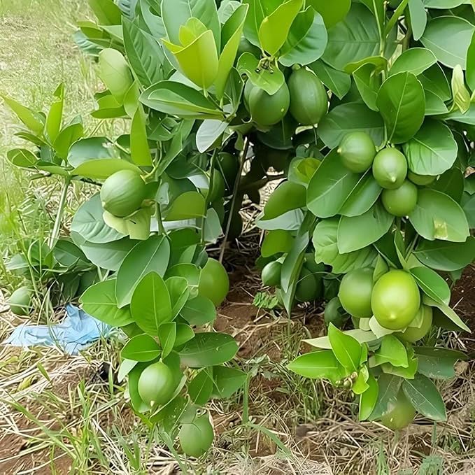 Image of Desi Lemon Fruit Plant Live - Mini Size Baby Plant (1-2 Feet) | Outdoor Citrus Tree for Home Garden | Indian Nimbu Plant | Pack of 1