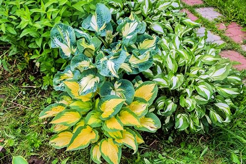 10 Mixed Color Hosta Plant Roots for Growing - Gardners Mix (10 Mixed Hosta Roots)