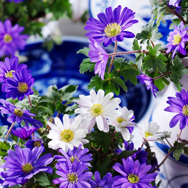 Grecian Windflower Anemone blanda