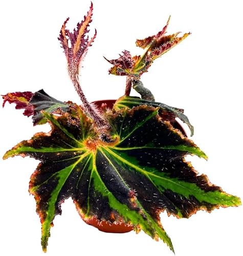 Begonia Breakdance Rhizomatous heracleifolia Starleaf Spirit of Comores 4 pulgadas Rhizo Negro Verde Bordes dentados