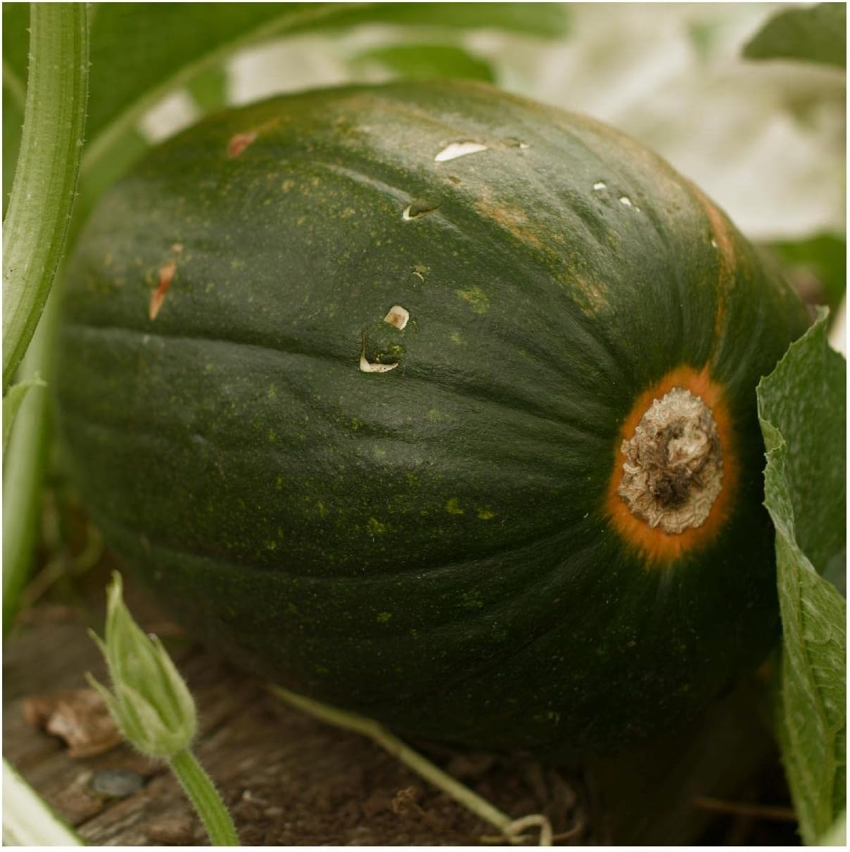 Everwilde Farms - 1 Lb Tatume Summer Squash Seeds - Gold Vault