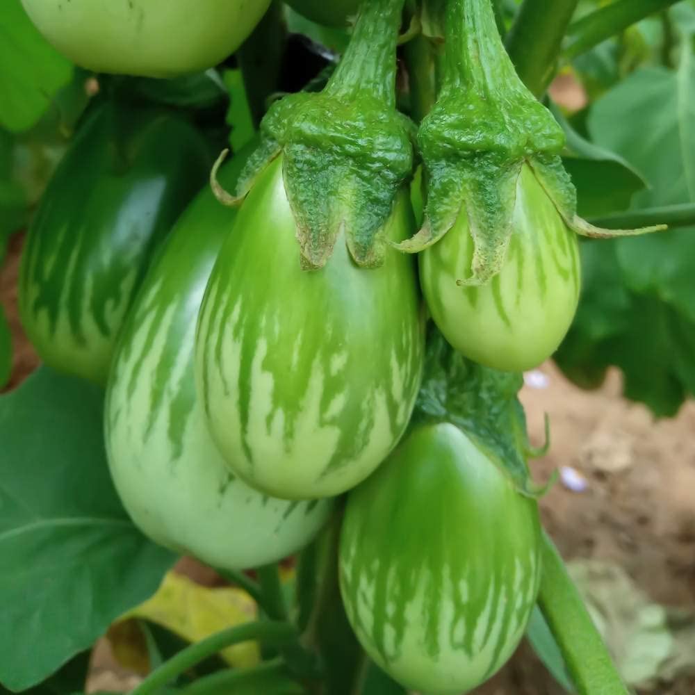 See full amazon price history chart for Green Horizon Brinjal Seeds, High Yielding for Commercial Cultivation, Kitchen Garden Organic seed (Pack of 100 plus seeds) Green Horizon Brinjal Seeds, High Yielding for Commercial Cultivation, Kitchen Garden Organic seed (Pack of 100 plus seeds) (B0C6DGBG35) Amazon Price History, Amazon Price Tracker