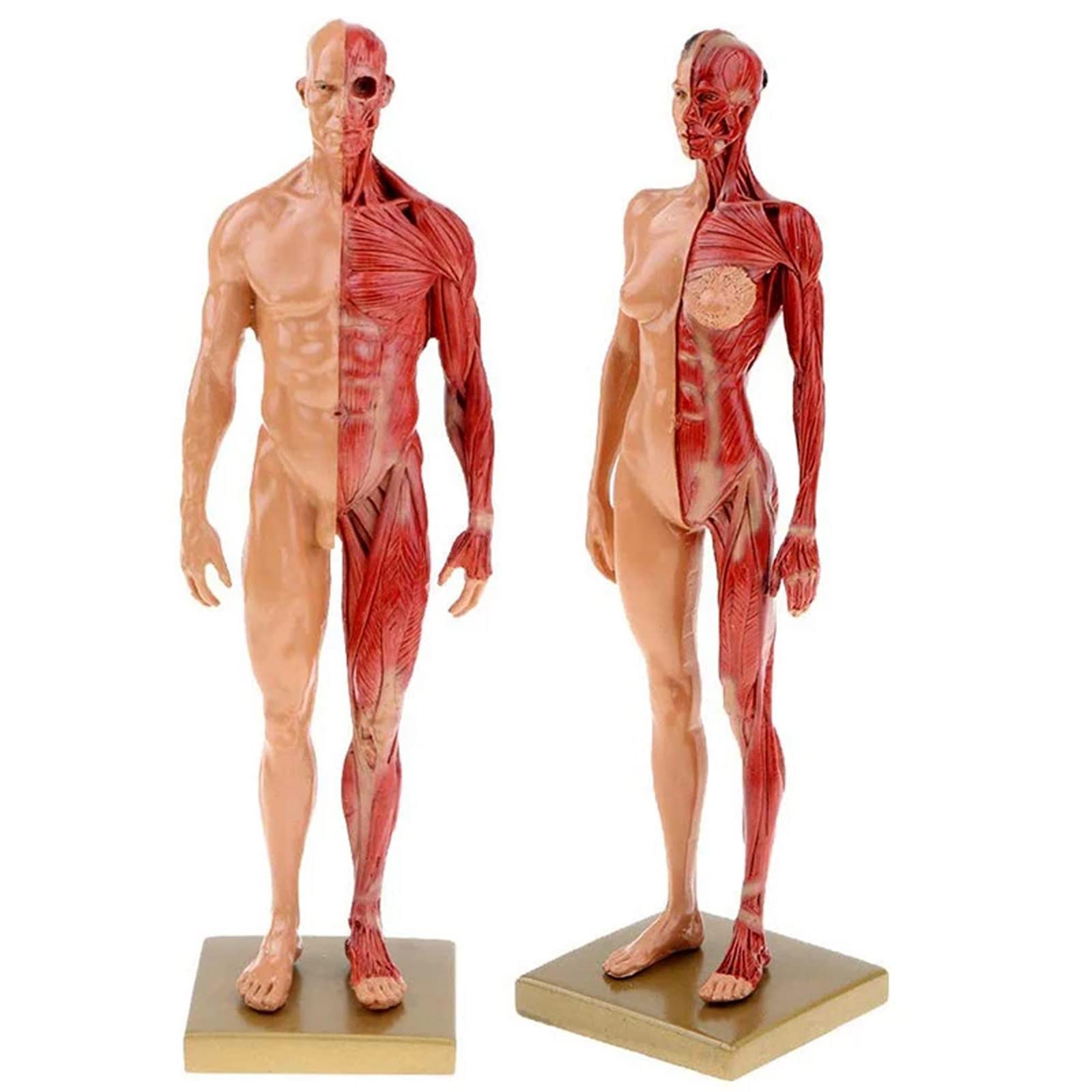 YNIYUJKL 30Cm Resin Human Anatomy Muscle Skeleton Model For School Learning Kit, Artist'S Anatomical Reference