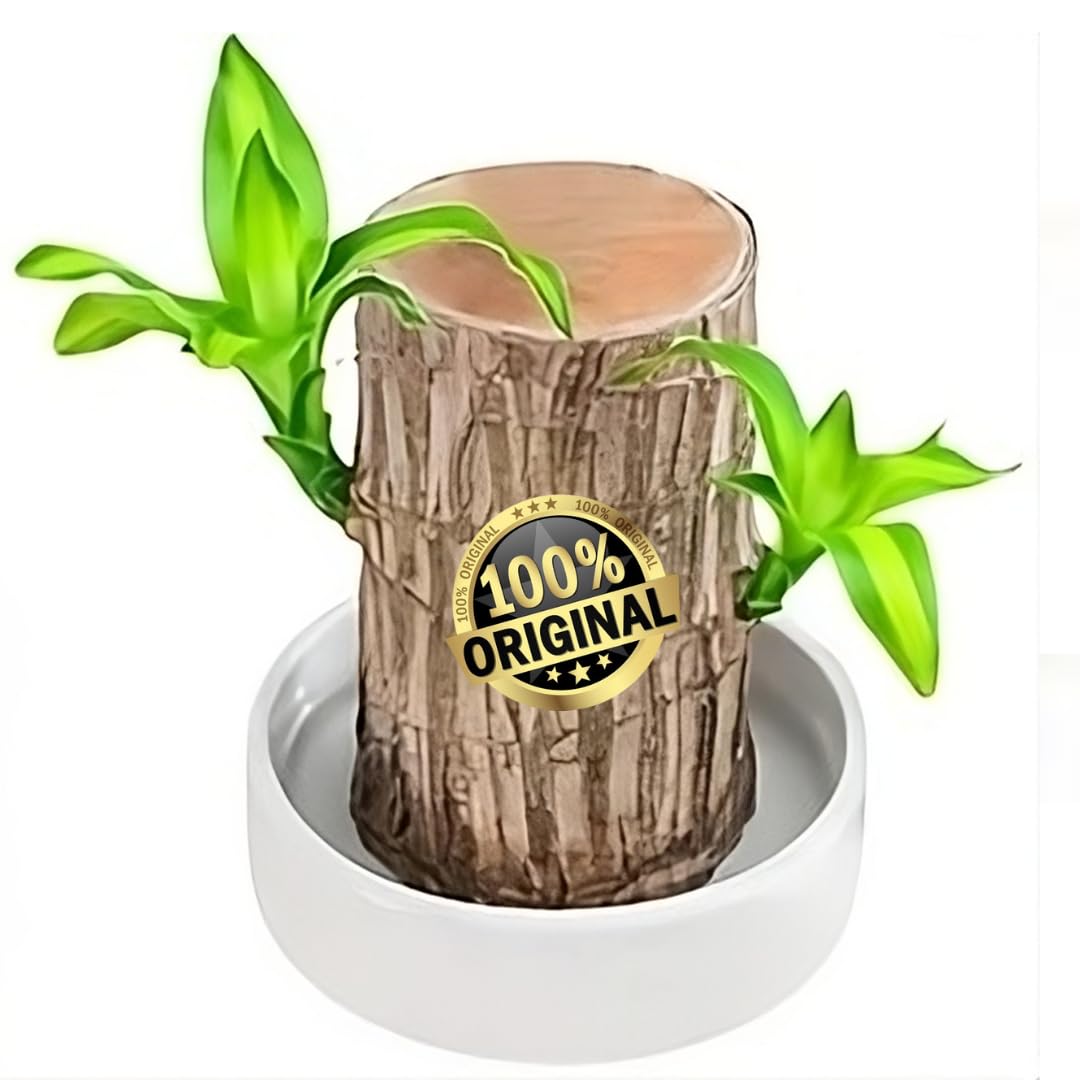 Lucky Brazil Wood Potted Plant, Healthy Indoor Live Lucky Brazilian Plant for Living Room (B0DGVRY1PX) Amazon Price History, Amazon Price Tracker